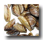 Zebra Mussel Protection - 4000 Series Foul-Release